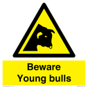 beware-young-bulls~